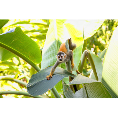 Squirrel Monkey - Wrapped Canvas Print