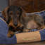 Highland Polyester Pet Bed-1641101583-1641101579