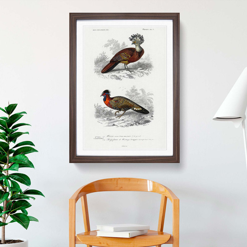 Bird Illustrations PL. 7 by Charles D' Orbigny - Single Picture Frame Painting, Walnut Framed, 45cm H x 33cm W x 2cm D