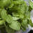4 in. Herb Chocolate Mint (3-Pack)