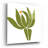 " Protea " by Jane Schmidt-307017860