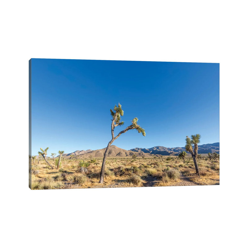 Scenic Joshua Tree National Park by Melanie Viola - Wrapped Canvas Print, 20.32 cm H x 30.48 cm W