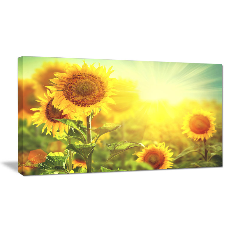 Tournesols en fleurs sur le terrain - reproduction de photo, H 12 po x l 20 po, Toile tendue