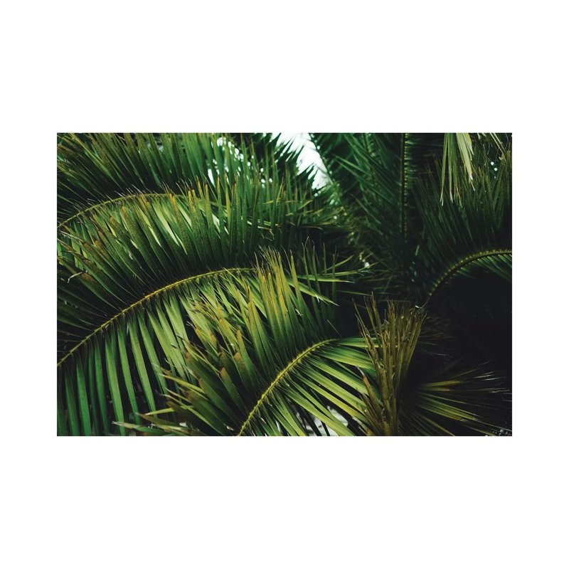 San Francisco Palm Tree by Bethany Young - Print on Canvas, Wrapped Canvas, 66.04cm H x 101.6cm W x 1.91cm D