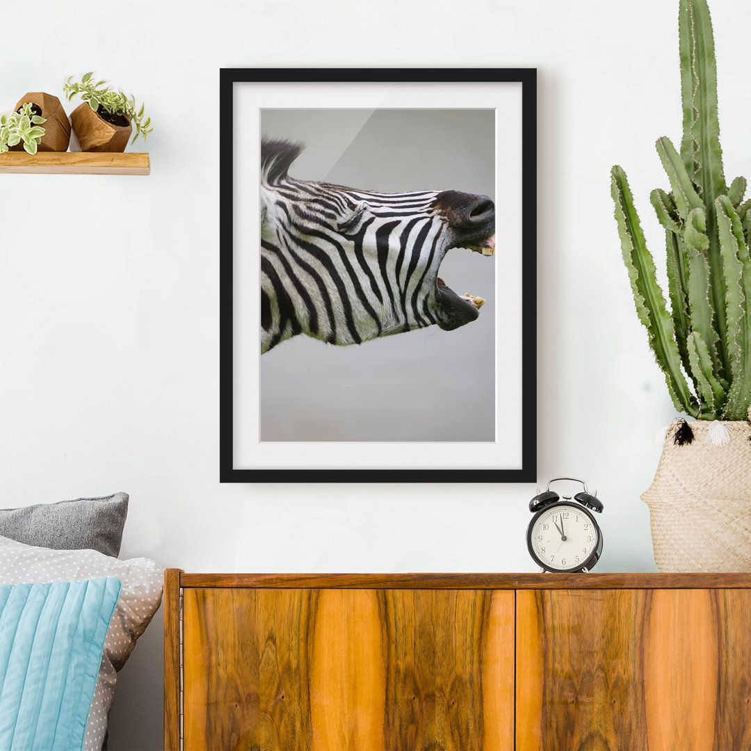 Gerahmtes Poster Roaring Zebra