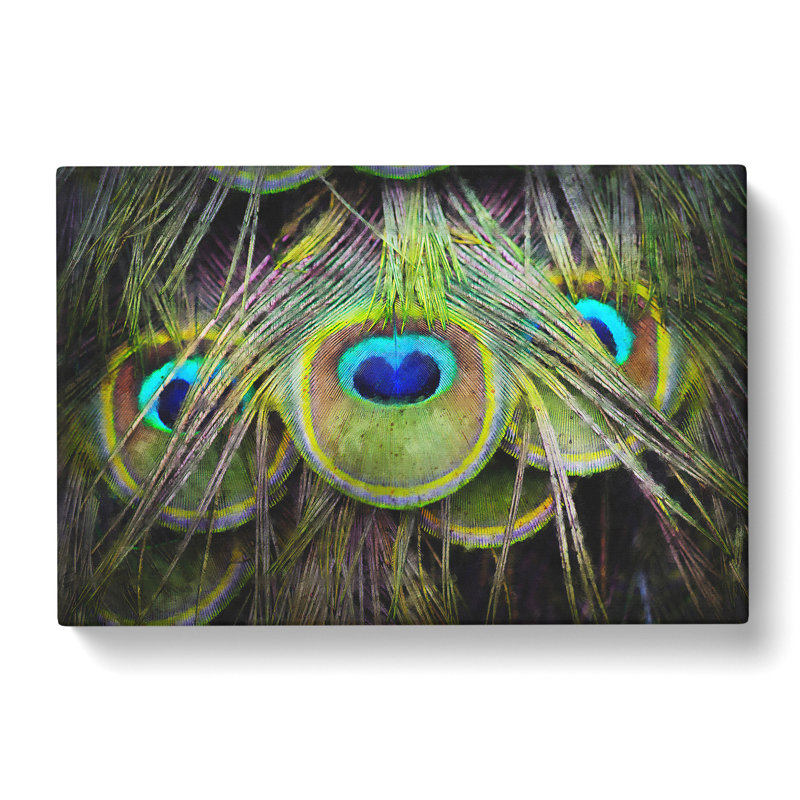 Peacock Feathers - Wrapped Canvas Print, 60cm H x 91cm W x 3cm D