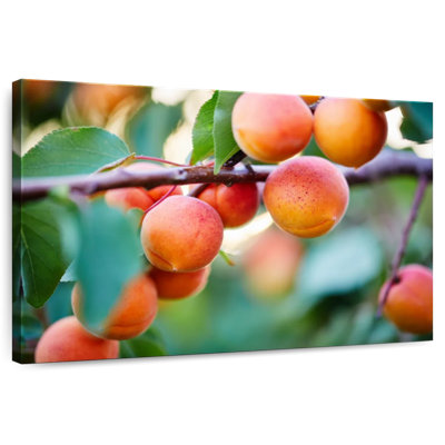 Yarlin Apricots For Harvest