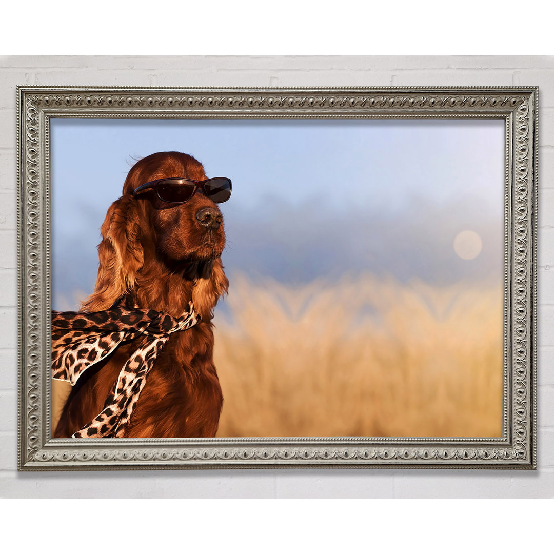 Glamouröser Irish Setter Hund Gerahmter Druck