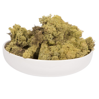 Preserved Moss Grass