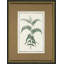 Vintage Botanical Sketch I Print