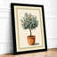 Potted Olive Tree Botanical - Framed Print-188415472-188415470