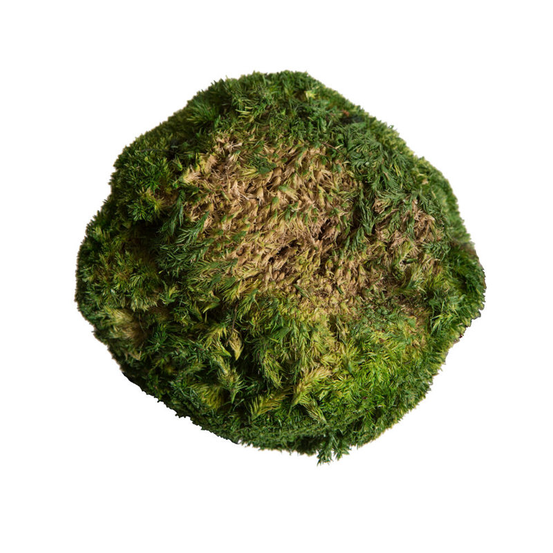 3.5'' Plant