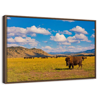 Bison In National Park