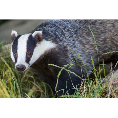 Bannie " European Badger " by Turbohampster