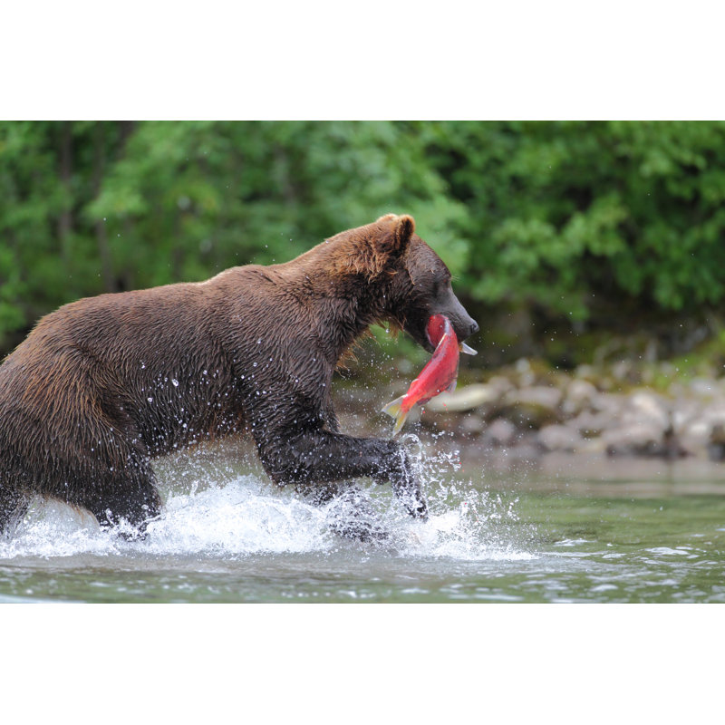 Dacoma Brown Bear Catching Fish - Wrapped Canvas Print, 51cm H x 76cm W x 3.8cm D
