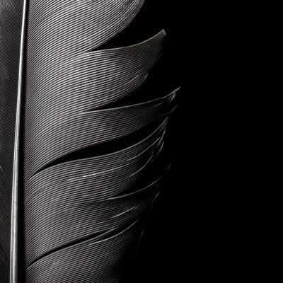 Birds Feather by SvetaZi - Wrapped Canvas Print