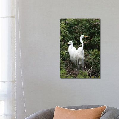 Great Egret Pair in Nest in Breeding Plumage 1 Piece Wrapped Canvas Wall Art