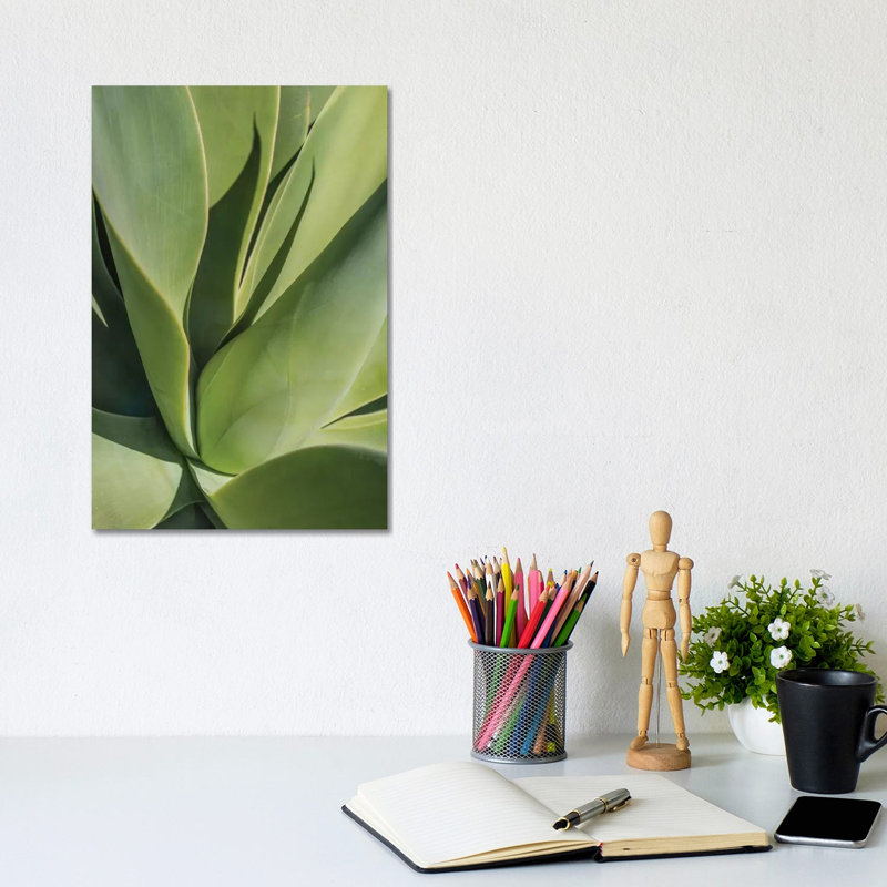Aloe II by Barbara Markoff - Wrapped Canvas Print, 30.48cm H x 20.32cm W x 1.91cm D