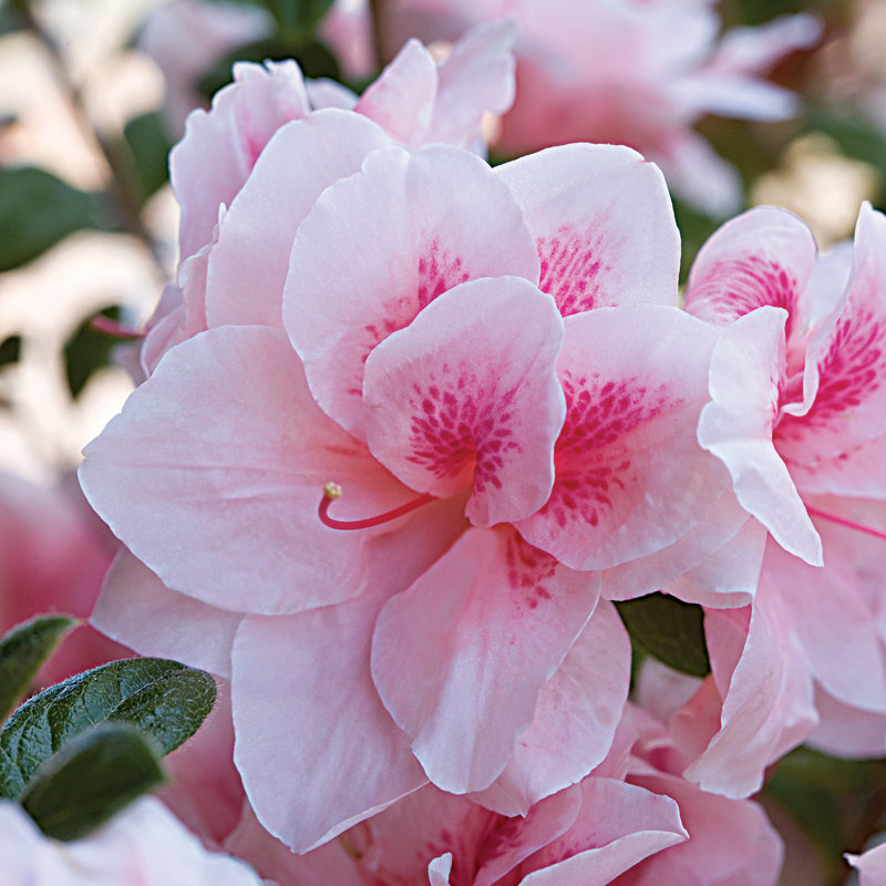 1 Gallon Autumn Belle Encore Azalea Live Low Maintenance Plant
