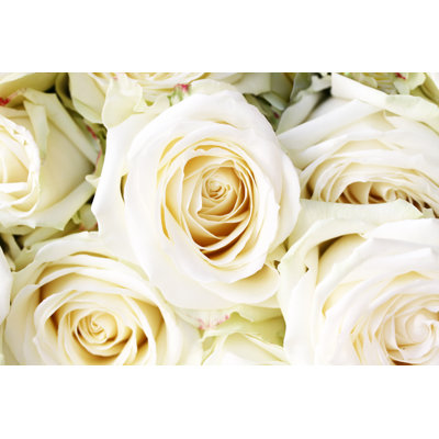 White Roses - Photographie sur toile tendue