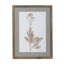 Framed Botanical Print