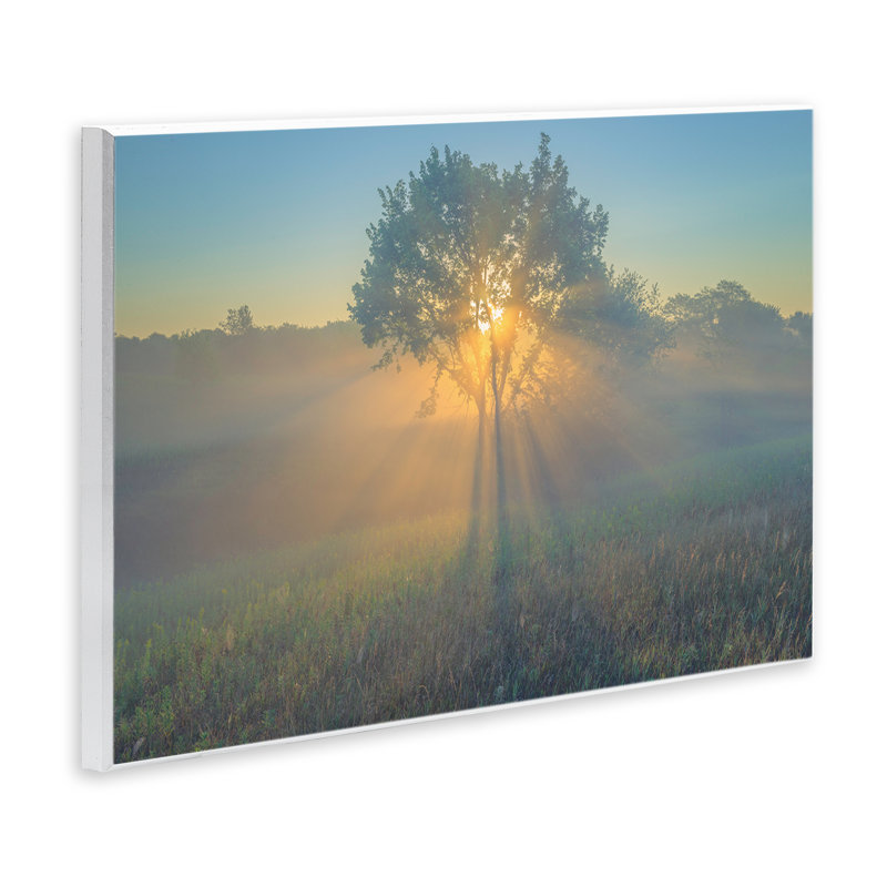 «Bright Bright Sunlit Tree» par Marty Hulsebos, H 13 po x l 19 po