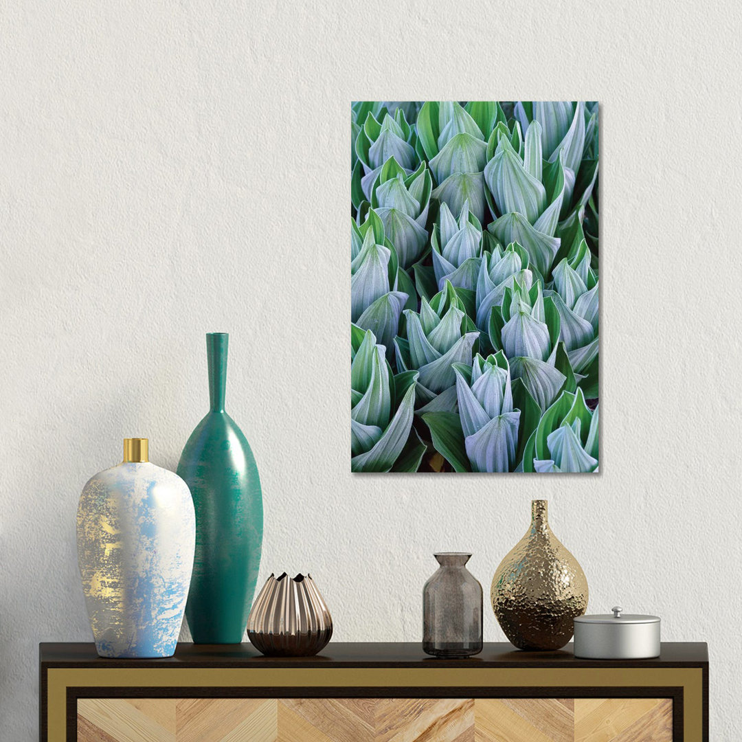 Falsche Hellebore mit Frost, Gothic, Colorado von Tim Fitzharris - Galerie-umwickelte Leinwand Giclée