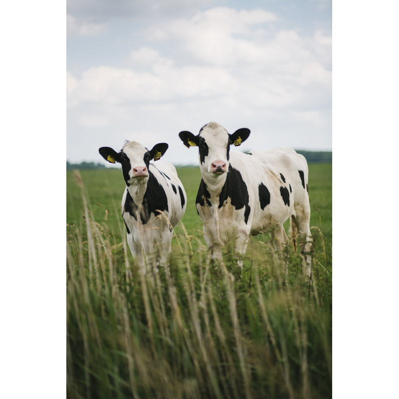 Two Dutch Cows by Benjamin Beau Van Den Buuse - Wrapped Canvas Print, 122cm H x 81cm W x 3.8cm D