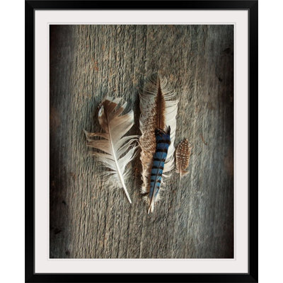 «Feather Collection III» par Sue Schlabach, reproduction de photo