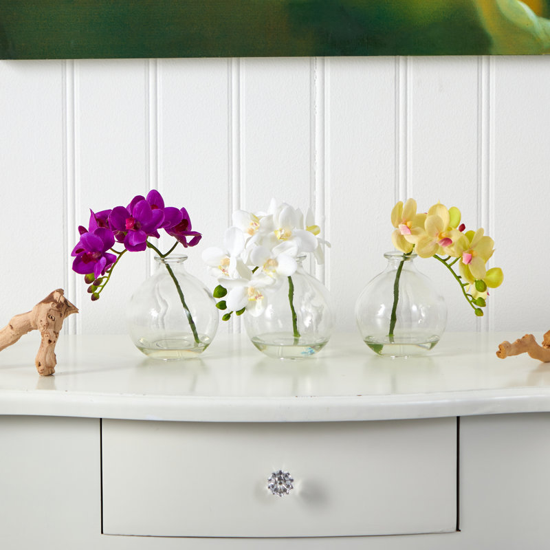 Elegant Trio Phalaenopsis Orchid & Philodendron Potted Arrangement