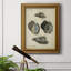 «Vintage Shell Study III», reproduction d'art sur toile encadrée-708704352