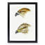 Kite Birds by John Gould - Picture Frame Graphic Art Print-55609537-55609540