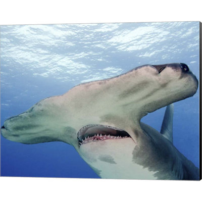 " Great Hammerhead Shark "