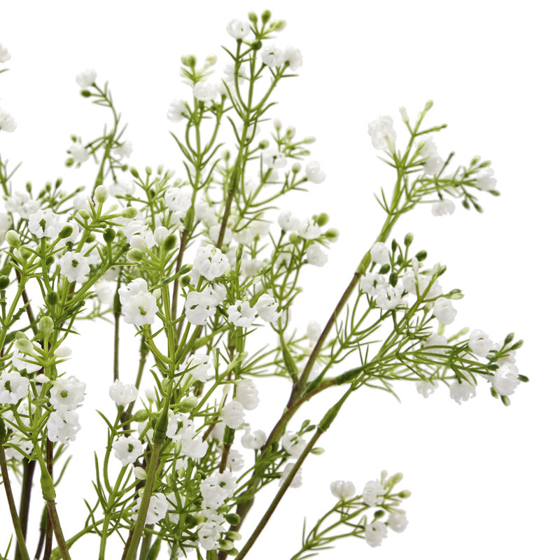 Anastasija Arrangement