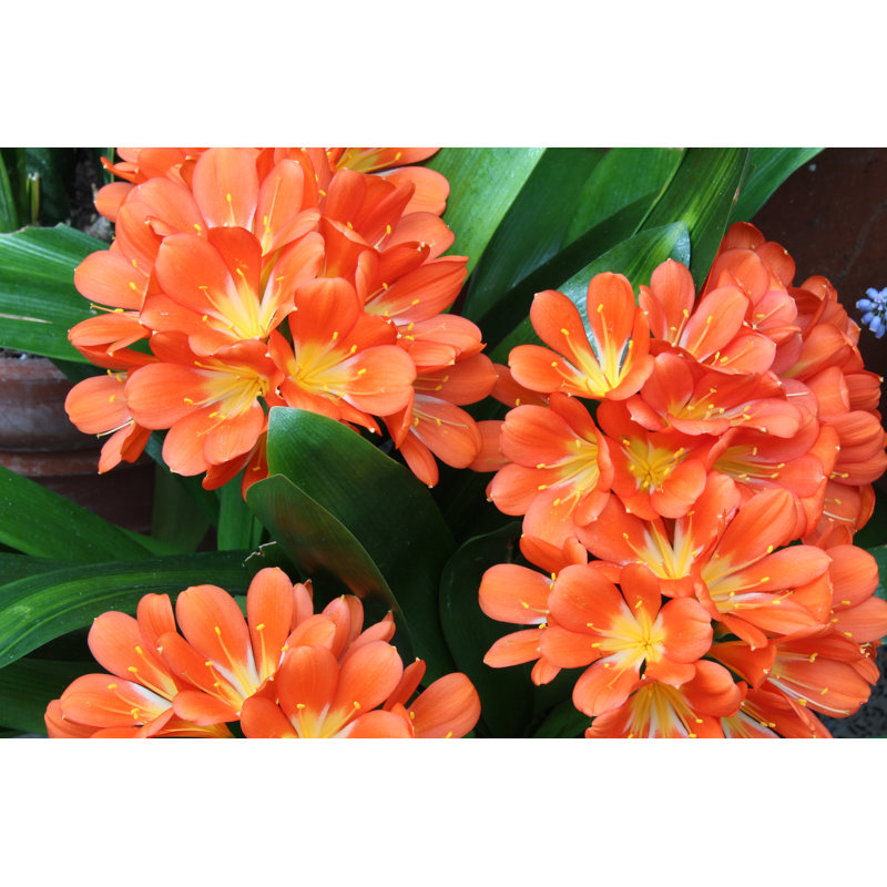 Lis orange orange - Photographie sur toile tendue, H 12 po x l 18 po