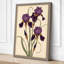 Purple Iris Study Botanical - Wrapped Canvas-2113550027-2113550037