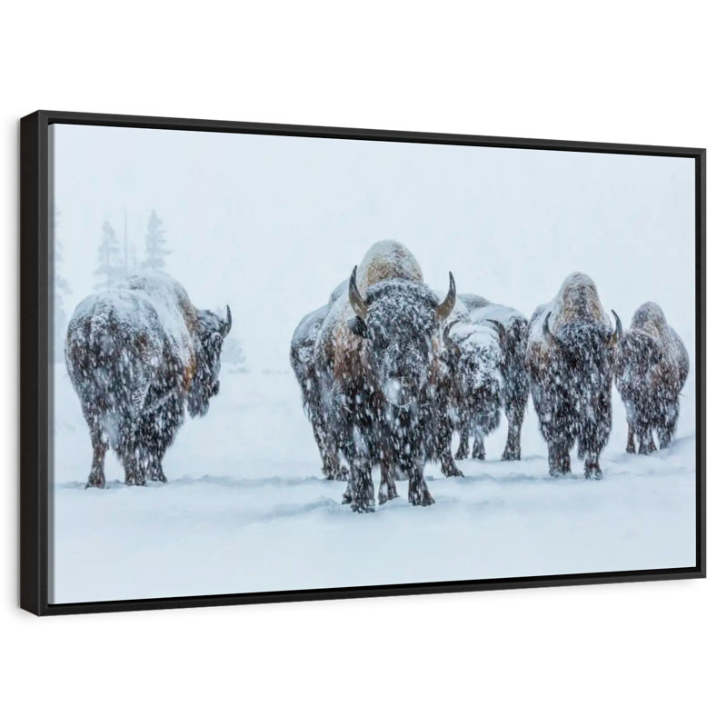 Bisons dans le parc national de Yellowstone, Cadre flottant noir, 13 po x 9 po