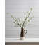Branche de pommier