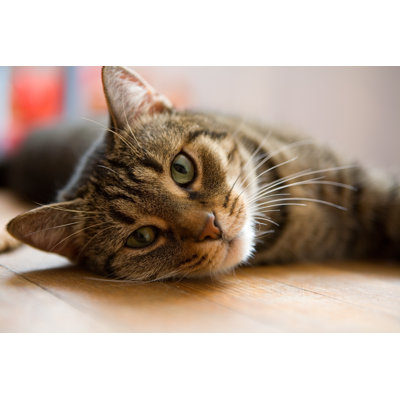 " Small Cat "