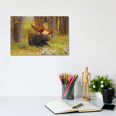 Lounging Bull by Brian Wolf - Wrapped Canvas Print