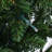 7' H Lighted Artificial Fir Christmas Tree