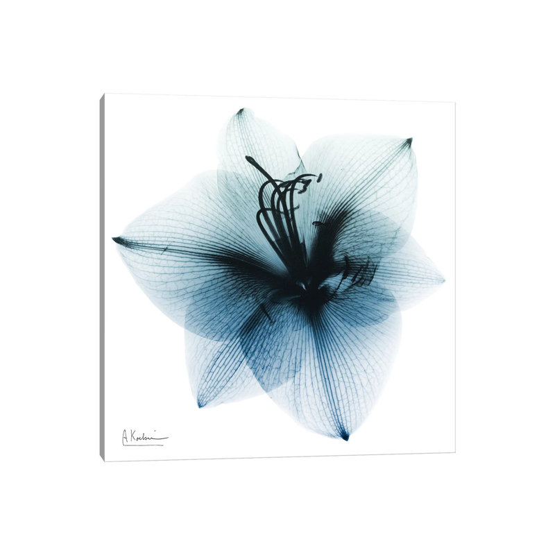 Glacial Amaryllis I by Albert Koetsier - Wrapped Canvas Print, 30.48 cm H x 30.48 cm W