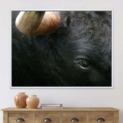 " Fighting Bull Head Close-up Of Eye "