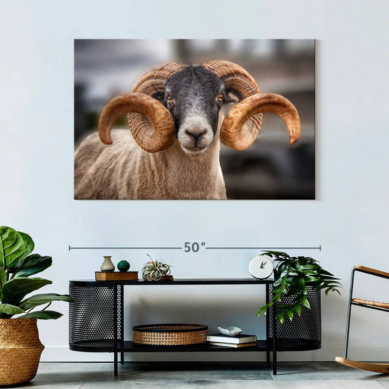 Brampt Scottish Blackface Ram, 32" H x 48" W