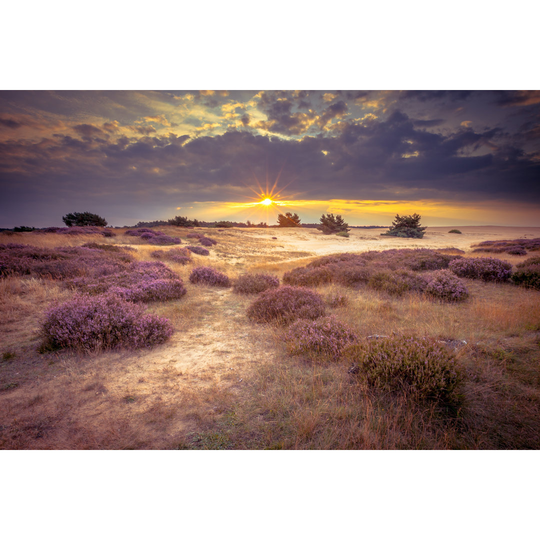 Hoge Veluwe Sandheidegebiet - Leinwandbild