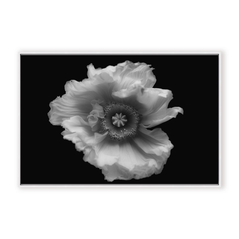 Nature Inspired Poppy in Mono by  - Picture Frame Photograph on Paper, 32" H x 48" W x 1.125" D, Framed Matted Print, Black