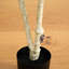 Faux bouleau en pot-945615834