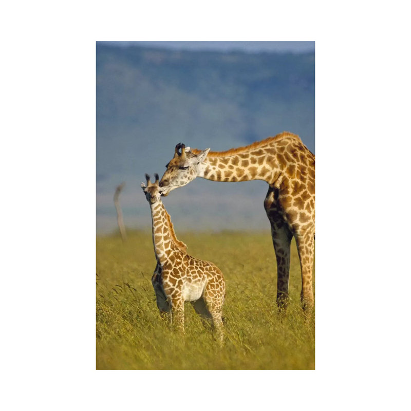 Masai Giraffe Mother And Young, Kenya I by Tim Fitzharris - Wrapped Canvas Gallery-Wrapped Canvas Giclée