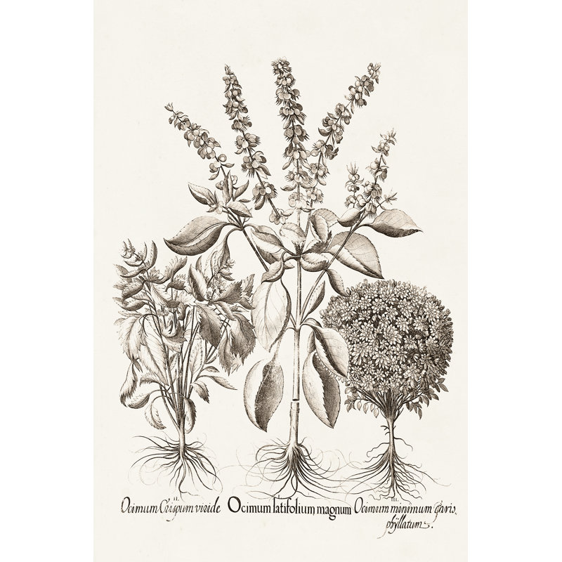 Sepia Besler Botanicals II by Basilius Besler -  Painting, 76 cm H x 51 cm W, Wrapped Canvas
