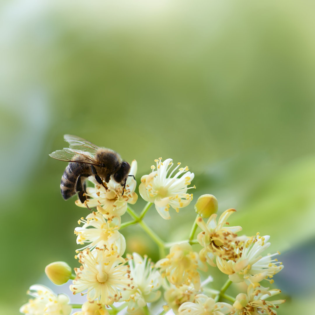 Biene bestäubt Blume von Peter Vrabel - Foto ohne Rahmen auf Leinwand